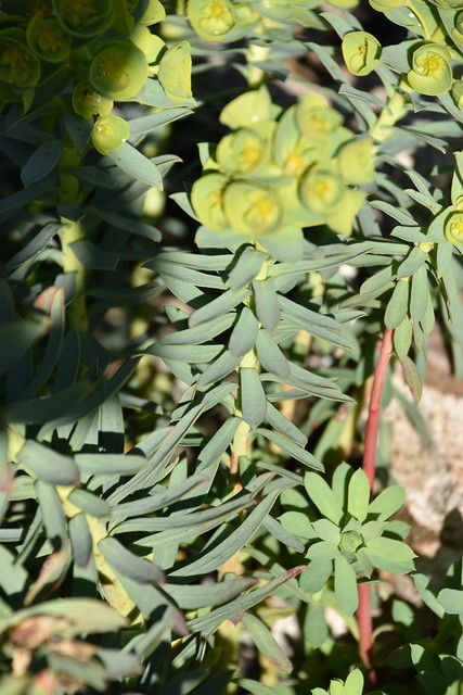 Euphorbia segetalis 24-02-18 02 ES