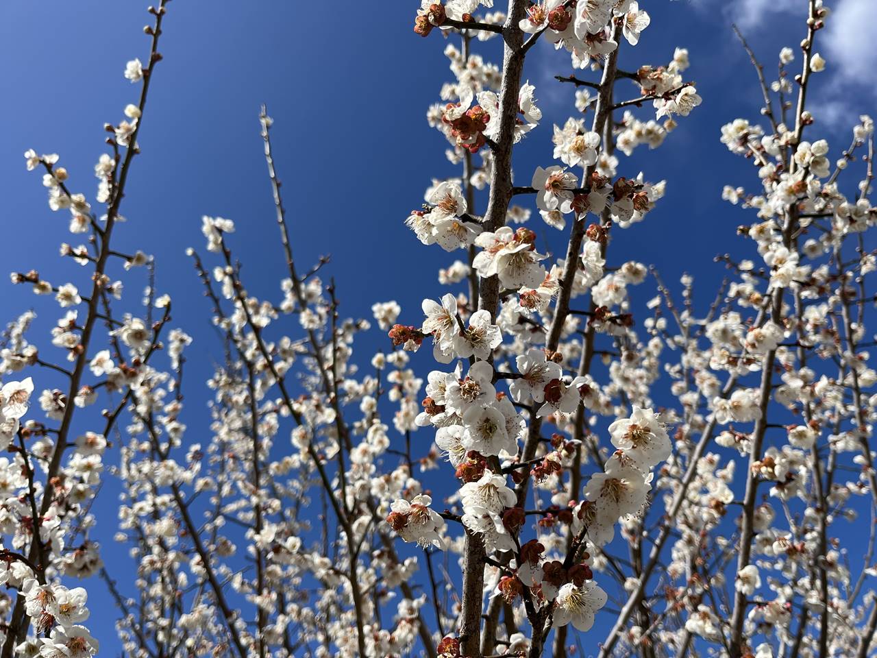 【藤野】金剛山～高倉山 満開に咲いていた梅の花