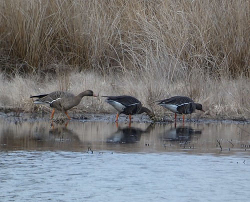 Greater White-fronted geese Not our usual springtime vagrants.  Escanaba.