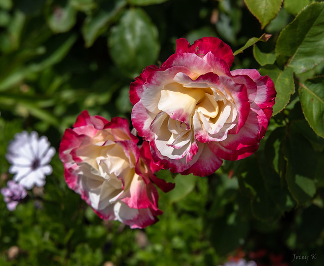 Pretty Double Delight Rose
