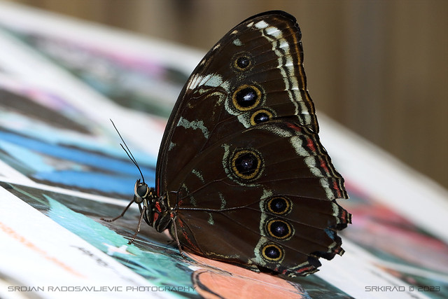 Common blue morpho (Morpho helenor) 2