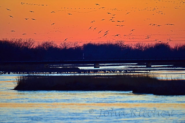Cranes return to the Platte River