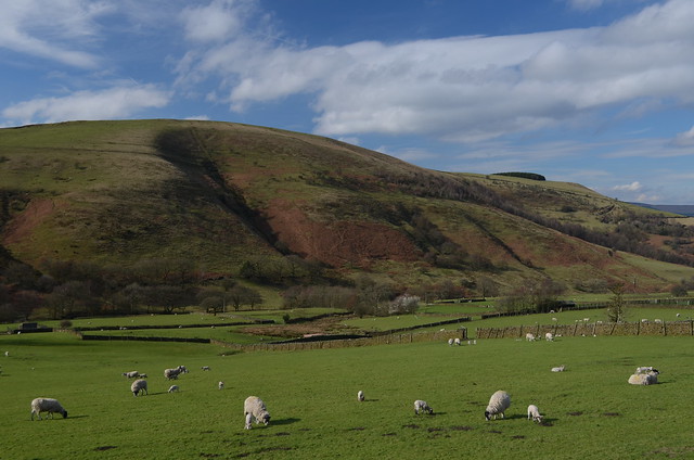 Lambing Season, Peak District National Park, Derbyshire, England.