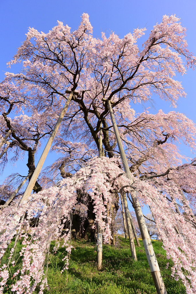 The Miharu Takizakura (waterfall cherry tree) in Miharu town, Fukushima Pref. 2023/04 No.7.