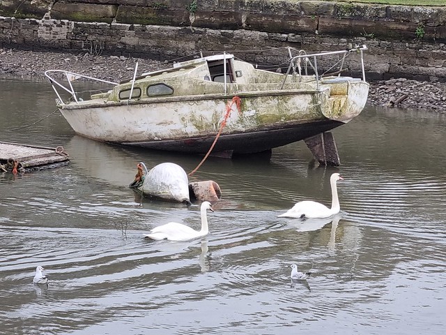 Spike Island boats and swans