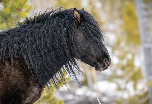 Pindann the wild Stallion(wildies_feb2024)