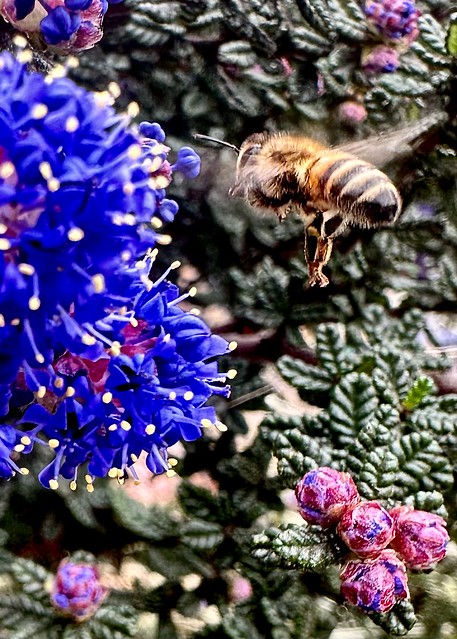 Western Honey Bee 2