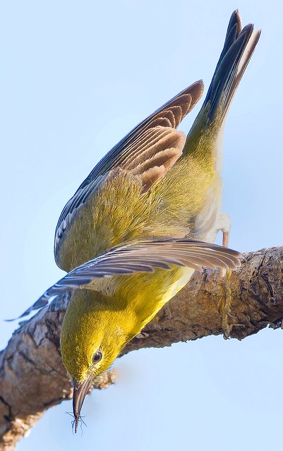 Pine Warbler with  catch