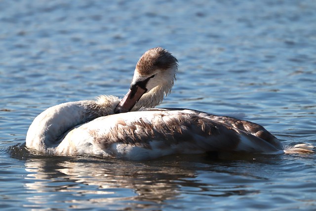 juvenile Mute Swan