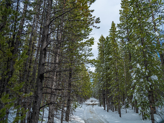 Backroads - Medicine Bow National Forest - Wyoming