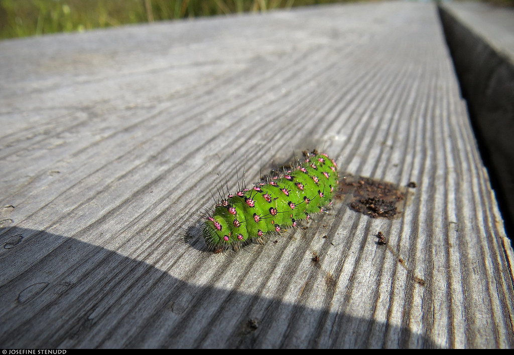 20220711_02 Injured caterpillar of small emperor moth (Saturnia pavonia) :'( | Store Mosse National Park, Småland, Sweden