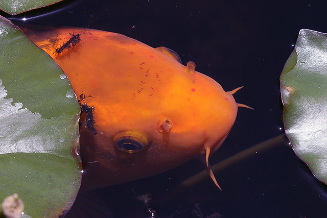 Koi Fish (Cyprinus rubrofuscus)