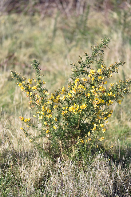 Gorse in flower - March picture