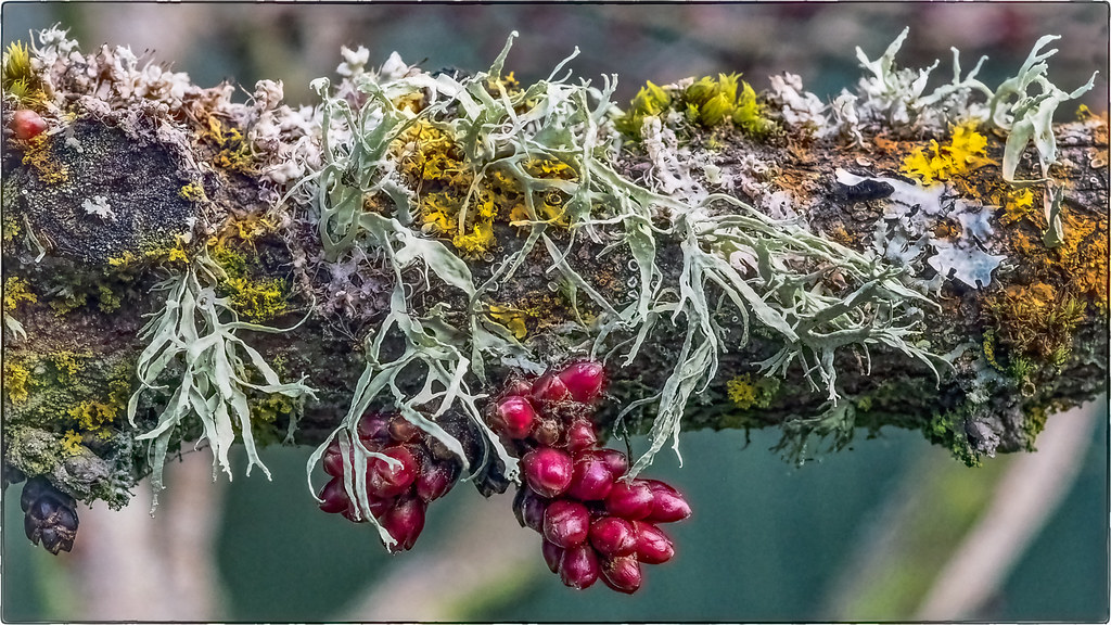 Lichens on Red Bud Tree Branch