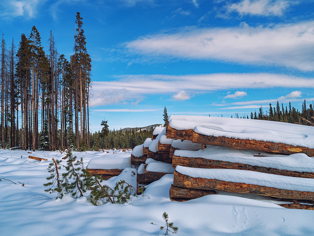 Logging in the Medicine Bow National Forest - Wyoming in Winter