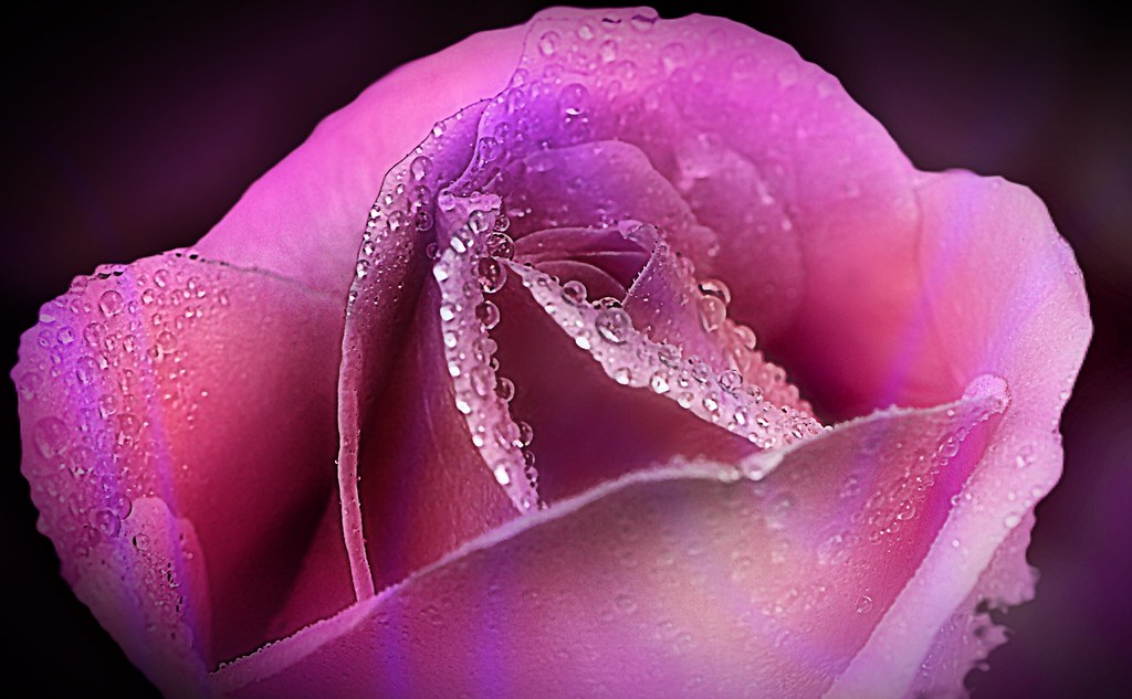 blush rose