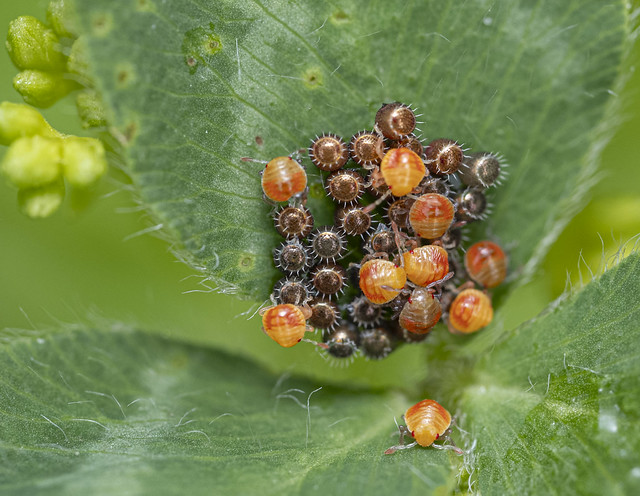 Hatchlings on Clover leaf