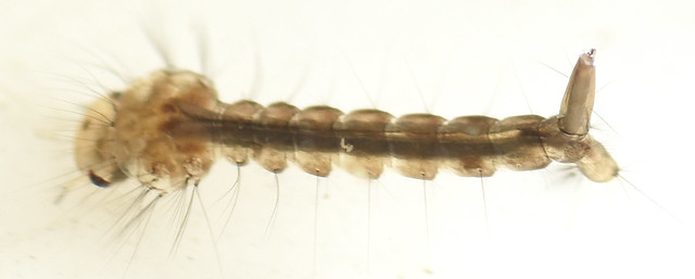 4.3 mm white-dotted mosquito larva
