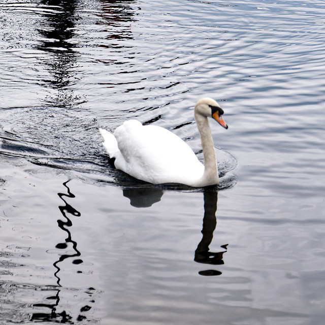 Surrey Water Swan with Some Nice Reflections
