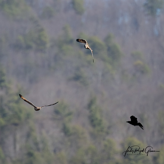 “Fly! Fly! Fly!” Short-eared owls took to the air in Cades Cove Tennessee  in the Great Smoky Mountains National Park | Judy Royal Glenn Photography