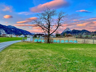 Tree at dawn with Pendling mountain in the river Inn valley in Kiefersfelden in Bavaria, Germany