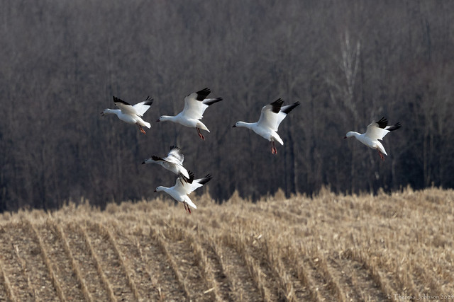 Snow Geese - Spring Migration 2024