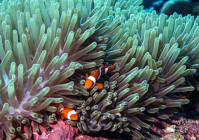 Clown anemonefish hiding in anemone, Solomon islands.