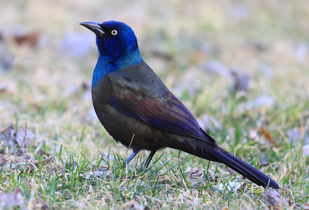 common grackle male at Lake Meyer Park IA 116A0350