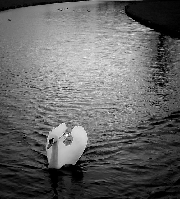 Winter swan song
