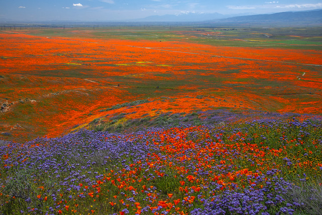 California Poppy Reserve Wildflowers Superbloom! God Spilled Buckets of Paint Red Orange Poppies Green Grass California Spring Wild Flower Super Bloom Lancaster Elliot McGucken Fine Art Landscape & Nature Photography! California Poppy Apocolypse !