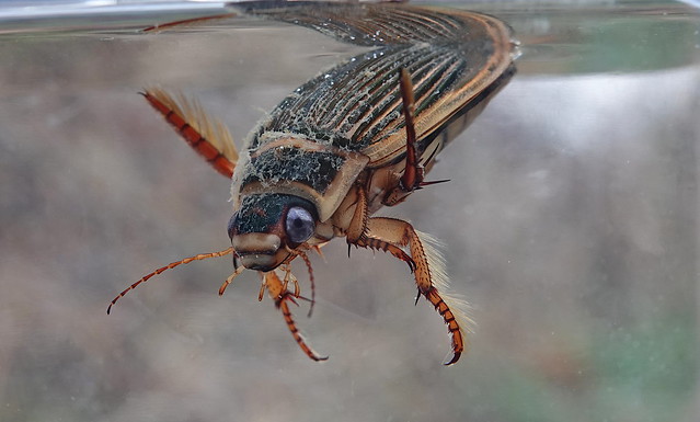 Great Diving Beetle (Dytiscus marginalis) ©
