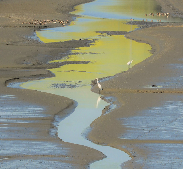 Color on the Mud Flats