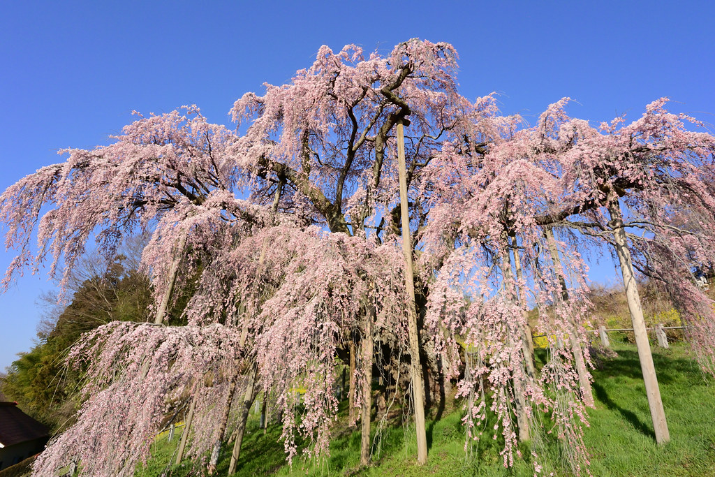 The Miharu Takizakura (waterfall cherry tree) in Miharu town, Fukushima Pref. 2023/04 No.8.