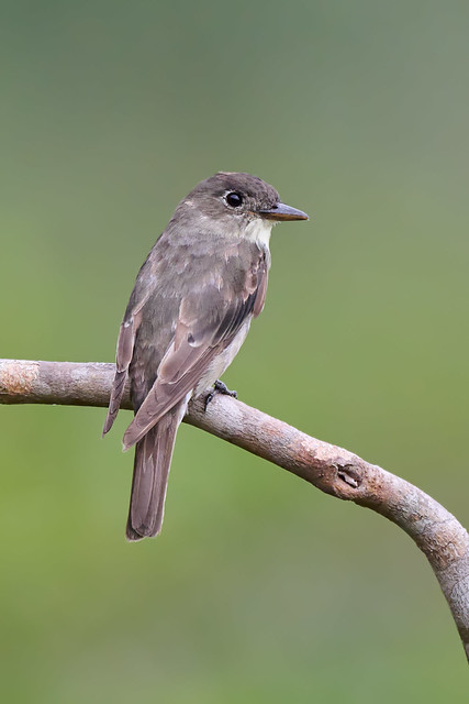 Olive-sided Flycatcher (Contopus cooperi) (sp. # 525)