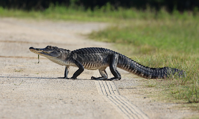 Wild American Alligator (EXPLORED)