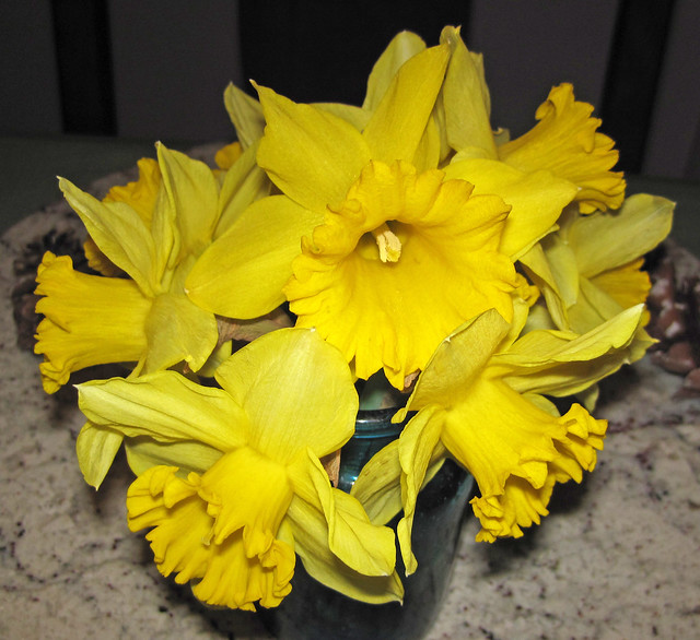 Narcissus sp. (daffodils) (Newark, Ohio, USA) 44