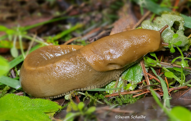 A slug in the forest