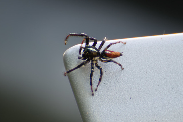 Aranha-saltadora (Frigga quintensis) macho