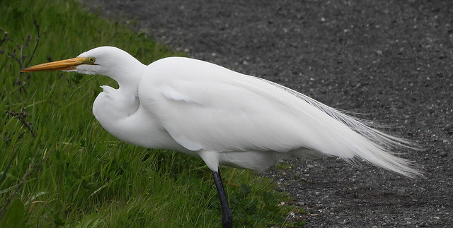 Windblown Great Egret