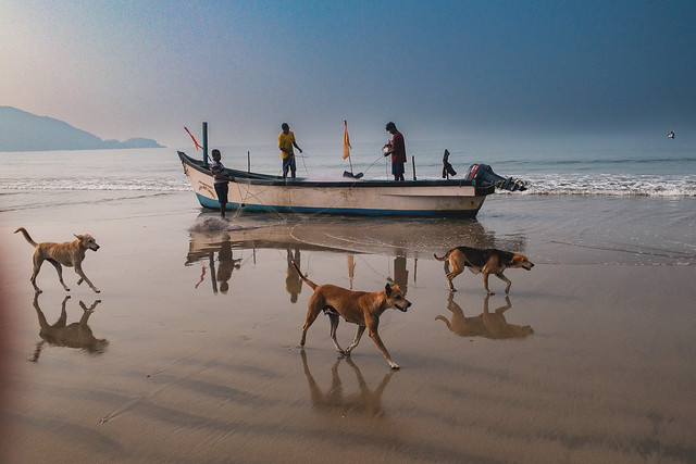 Boats, fishermen and dogs
