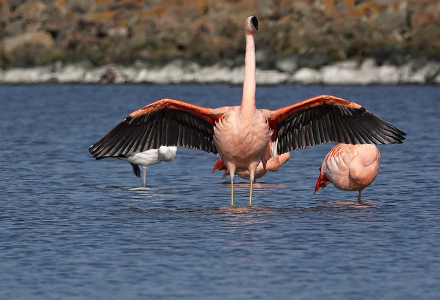 flamingo,s overwinteren in de grevelingen