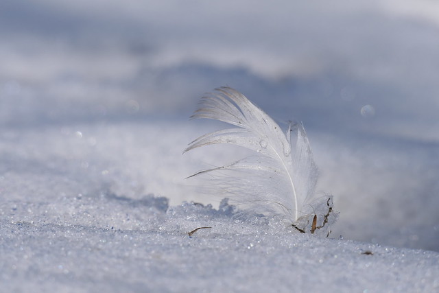 Feather in snow