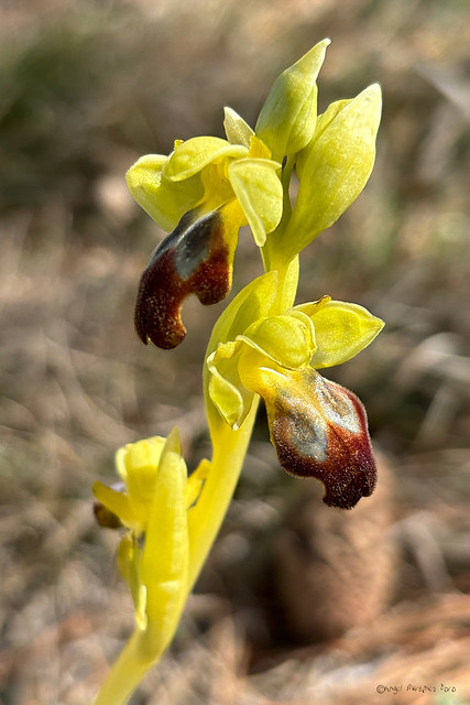 Ophrys fusca…