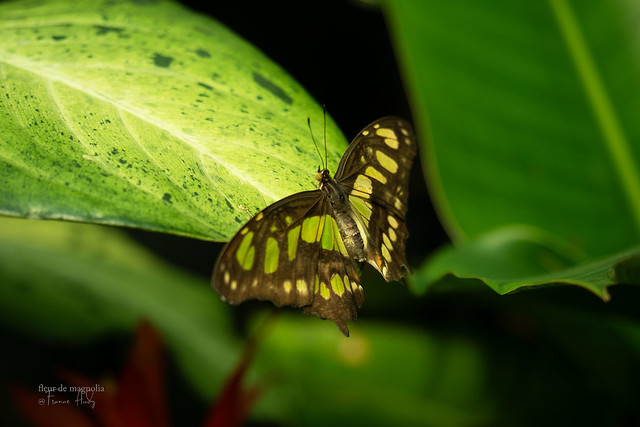 Papillon malachite / Malachite butterfly