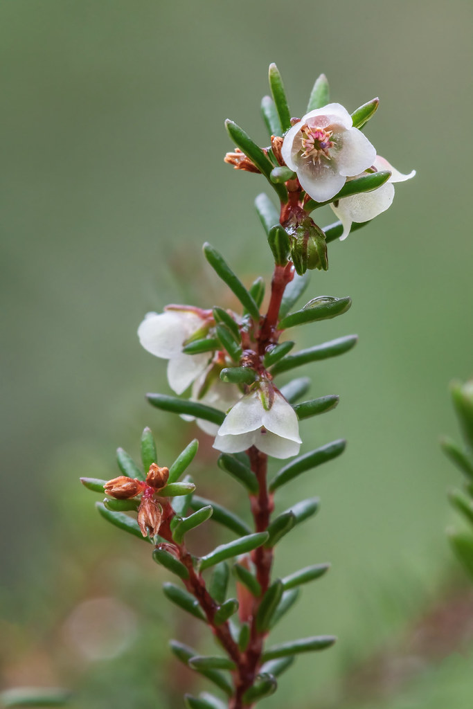Erica tenuis 6048-1; Ericaceae (1)