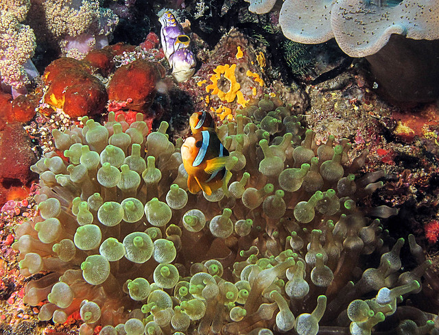 Anemonefish on bubble-tip anemone. Banda sea, Indonesia