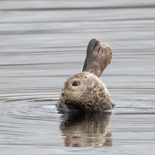 Harbour seal - Phoca vitulina - Landselur