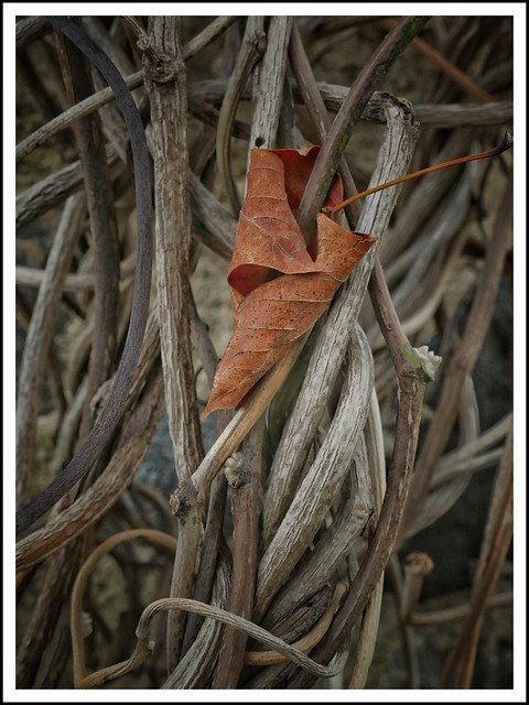 Solitary Leaf