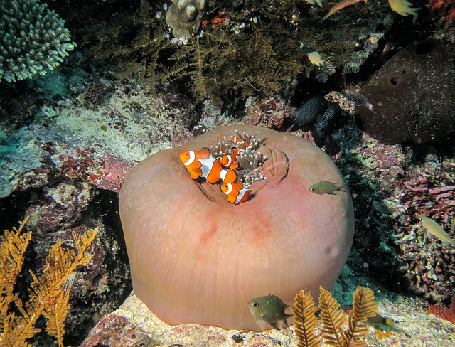Moorish idol and other fish on reef. Banda sea, Indonesia.jpg