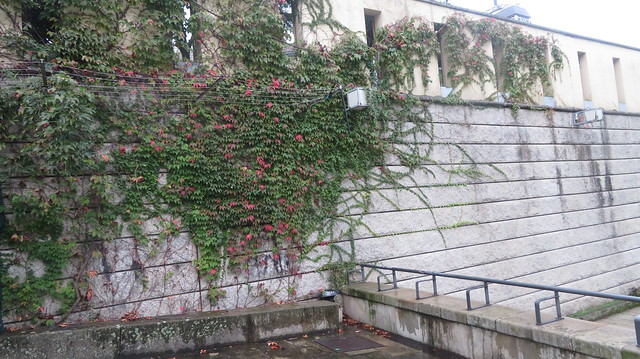 Growing  on  the  wall,  Parque  As  Burgas,  Ourense,  Galicia,  Spain